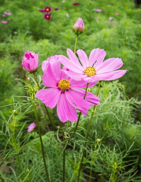 purple chrysanthemum flowers blooming in the graden.jpg