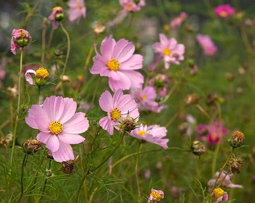 "Range: Cosmos is native to scrub and meadow areas in Mexico where most of the species occur, Florid.jpg