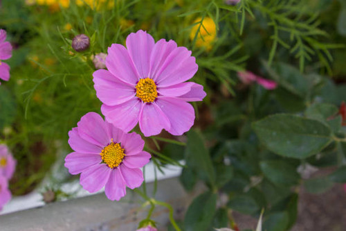 pink zinnia Flower beautiful background.jpg