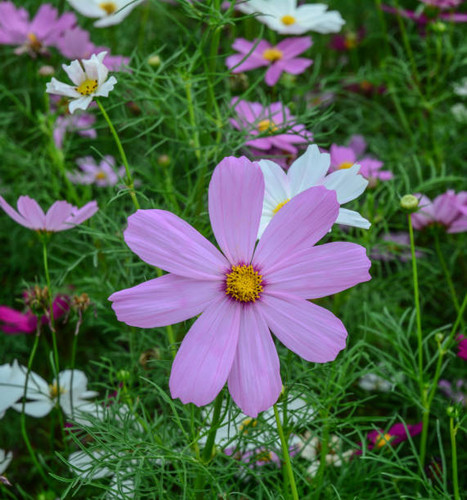 Purple cosmos flower blooming at the garden in spring time..jpg
