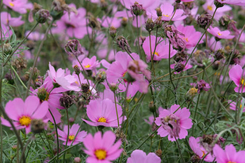 Pink garden cosmos in Zhongshe Flower Market, Taichung Taiwan..jpg