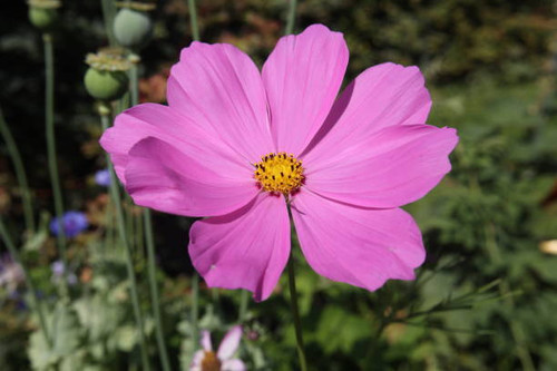 Cosmos flower on a green background. Purple cosmos flower on a green background..jpg