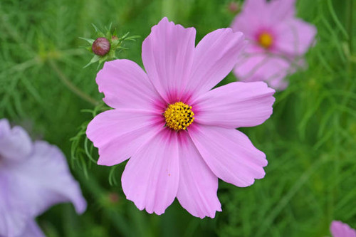 Pale pink Cosmos in flower..jpg