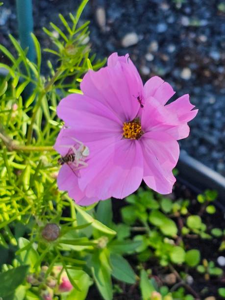 Spider, wasp, ant, flower.jpg