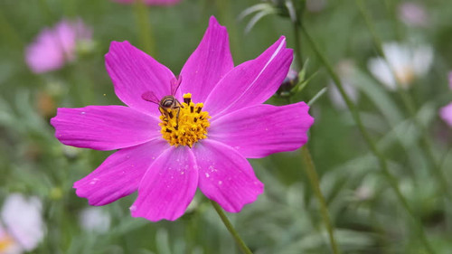 Nectar is collected from flower pollen by bees. As bees collect nectar, they inadvertently transfer .jpg