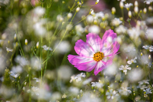 spring flowers.jpg