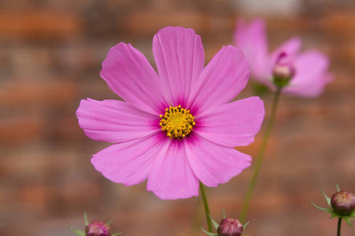 marguerite flower closeup.jpg