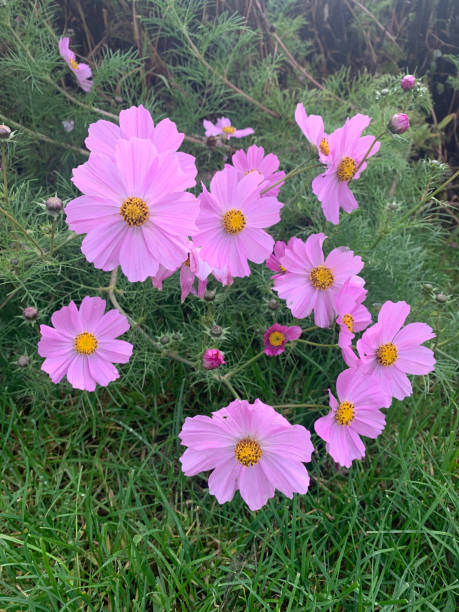 Many blooming garden kosmeya flowers with pink petals. Vertical photo close up. Germany..jpg