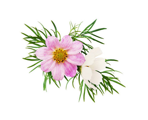 Pink  and white cosmos flowers in a floral arrangement isolated on white.jpg