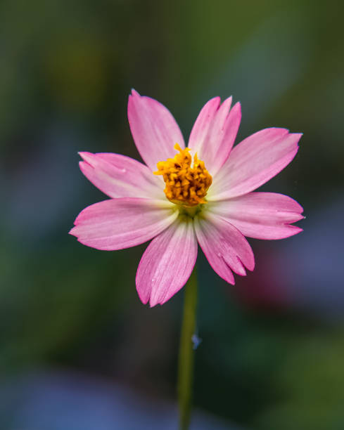 Kenikir flowers are very beautiful.jpg