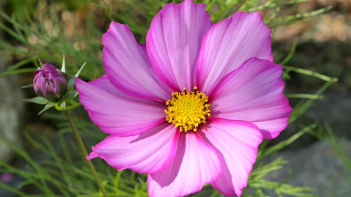 Mexican aster (Cosmea bipinnata) in a flowering meadow, Bavaria, Germany, Europe.jpg