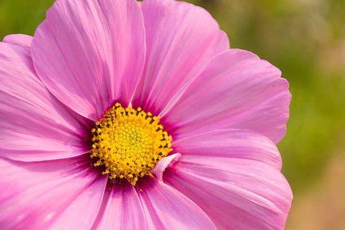 Beautiful Cosmos Flower.jpg