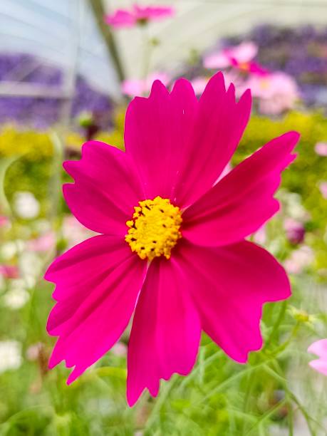 Selective focus of a bright pink Garden cosmos flower in the garden with blurry background.jpg