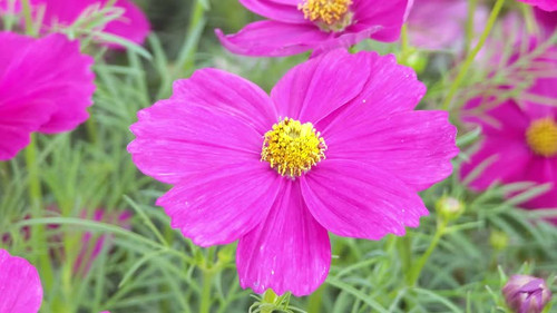 pink cosmos flower.jpg