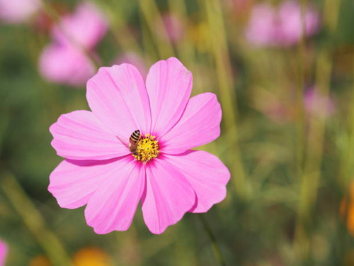 Pink color flower, sulfur Cosmos, Mexican Aster flowers are blooming beautifully springtime in the g.jpg