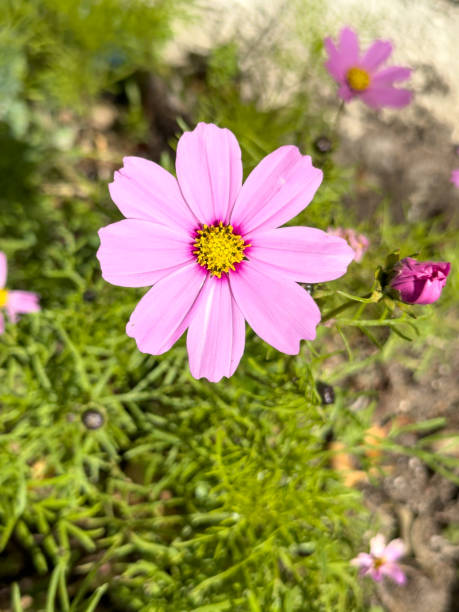 Close-up of a pink cosmos flower.jpg