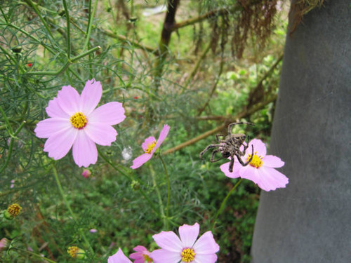 yellow cosmos flower.jpg