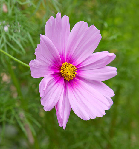 Pink cosmea flower  isolated on the green background..jpg