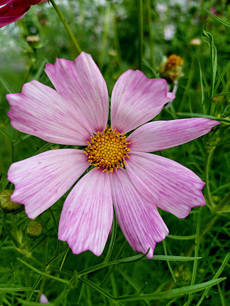 Pink cosmos flower blooming in a lush garden during late spring. High quality photo.jpg