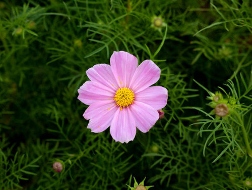 The Pink Cosmos Blooming on The Center of Frame in The Garden.jpg