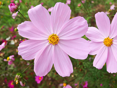 Pink Cosmos flower in nature.jpg