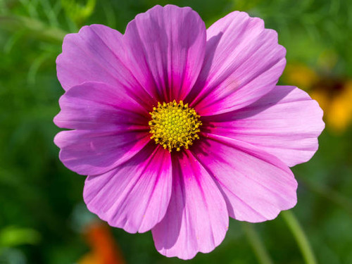 Cosmos is a genus, with the same common name of cosmos, consisting of flowering plants in the sunflo.jpg