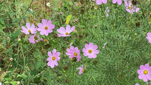 Plants of Mexican aster, also known as garden cosmos with pink flowers growing among the other plant.jpg
