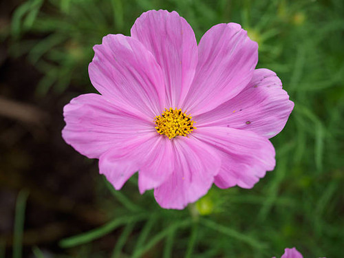 Pink cosmos.jpg