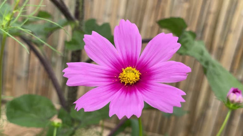 Pink cosmos flowers bloom in the warm afternoon sun.jpg