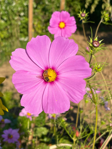 Pink cosmea flower blossom with bee.jpg