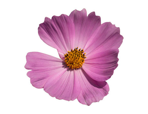 Pink cosmos flower isolated on white background with clipping path.jpg