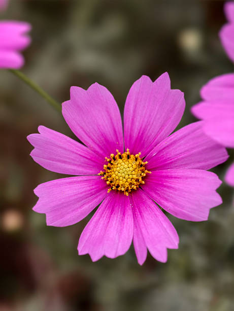 Blooming pink flower close-up in the park.jpg