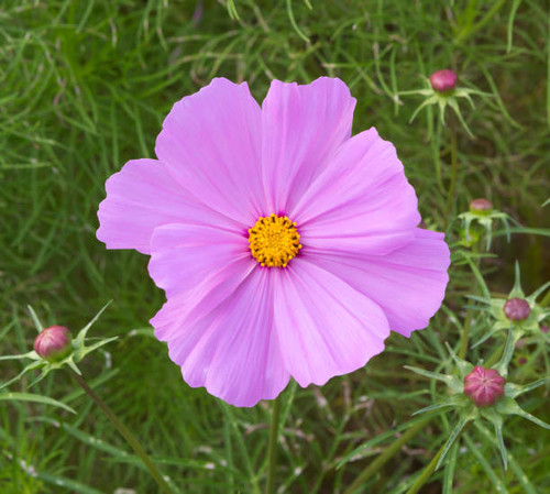 Cosmos flower.  Pretty pink cosmos flowers close up..jpg