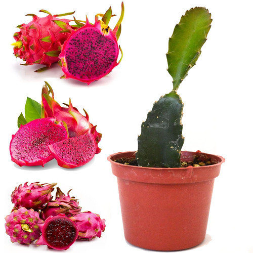 714Af0TVTpL. SL1500 .jpg