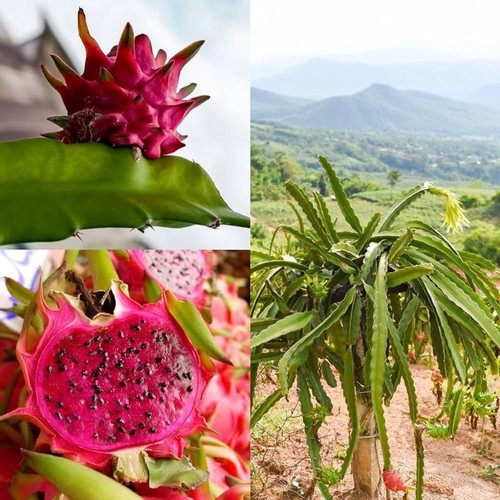 a66e0cf6 28ad 4033 bc04 f491569dd089.jpg