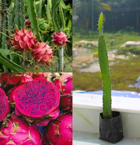 c4e7ab0a 817e 4a7d b925 a31f1e0cc7c1.jpg