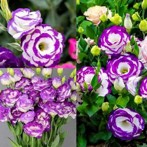 71JoHkVqXiL. AC UF1000,1000 QL80.jpg