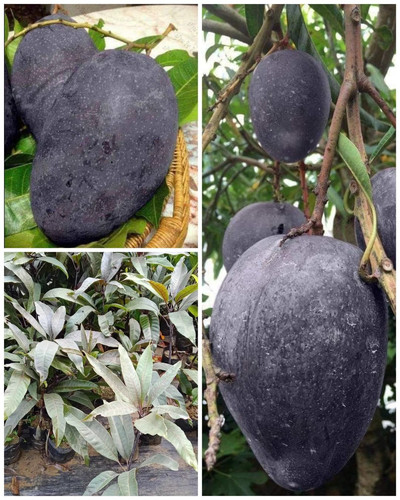 71TiJKDCwwL. SL1350 .jpg