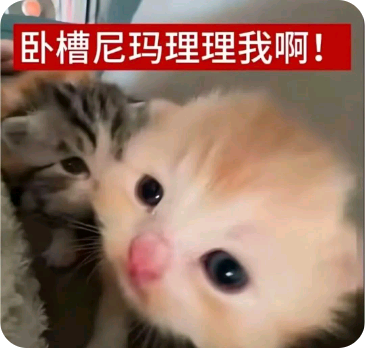OplusInfoCollection 260309231109325.png