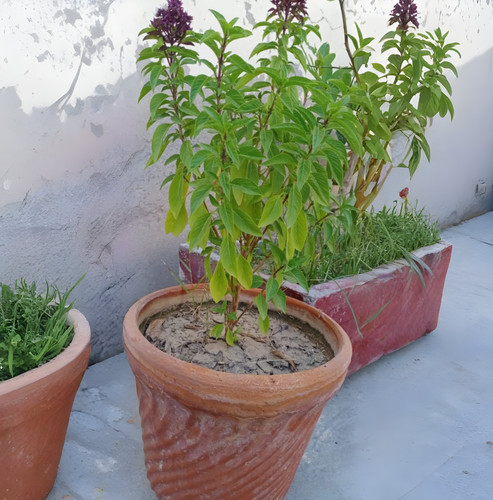 vecteezy sweet basil plant with flower 51550283 (1).jpg