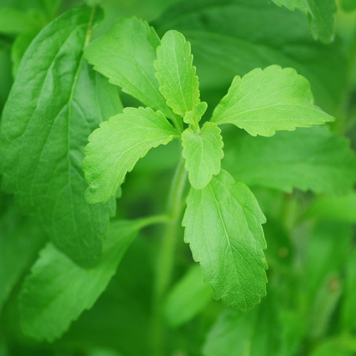 stevia 74187 1920.jpg