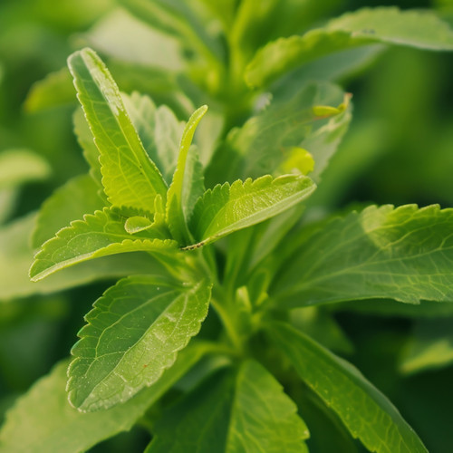 Close-up of fresh green stevia leaves in a garden, showcasing their vibrant color and serrated edges.jpg
