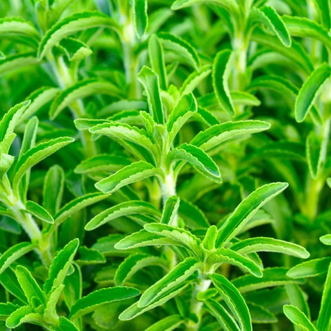 110 stevia sugar plant seeds hig.jpg