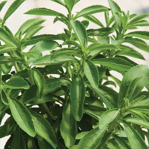 115 stevia seeds stevia plant se.jpg