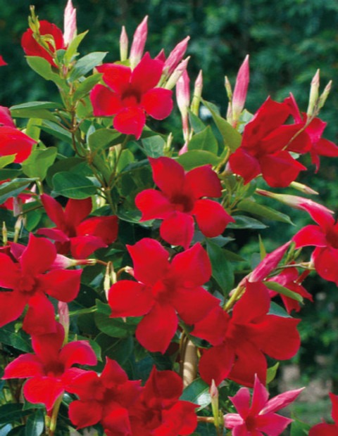 no perennial yes mandevilla flow.jpg