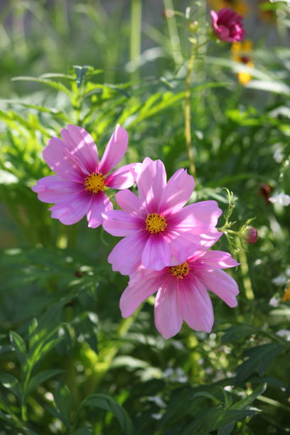 Cascading Pink Cosmos.jpg