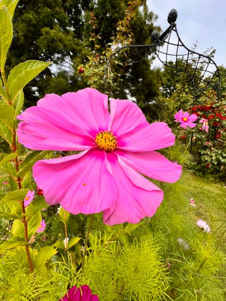 Cosmos flower in the garden in full bloom..jpg
