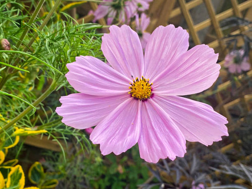 Photograph of British garden flowers..jpg