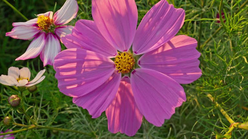 Close-up of Pink Cosmos Flower.jpg