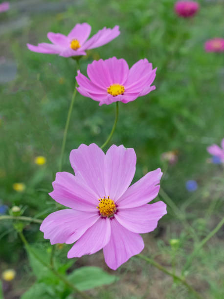 Beautiful Cosmos Flowers in full bloom-Howard County, Indiana.jpg